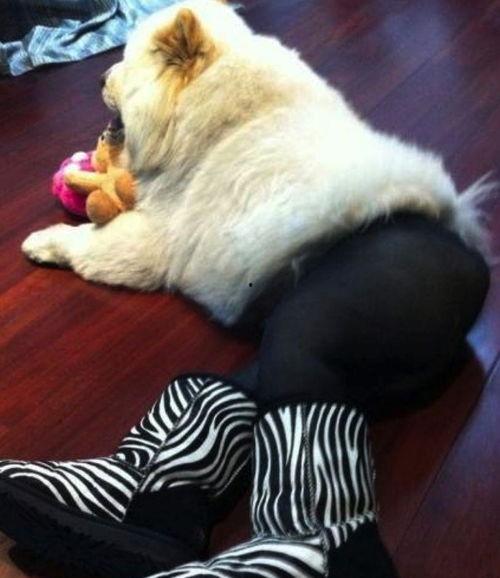 穿丝袜的狗,探寻穿丝袜的狗的神秘世界